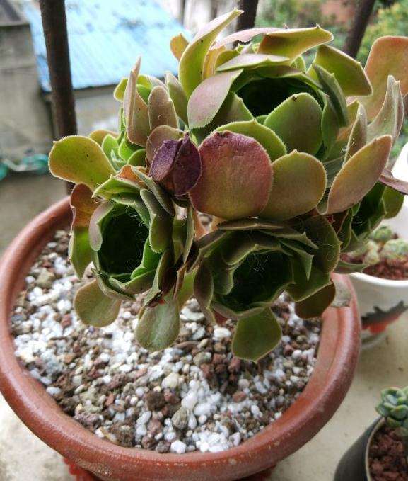 在某宝买的酒红玫瑰法师多肉