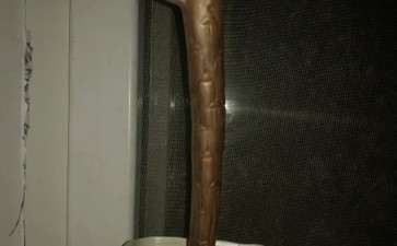 黑法师多肉茎干干瘪 软软的 怎么办