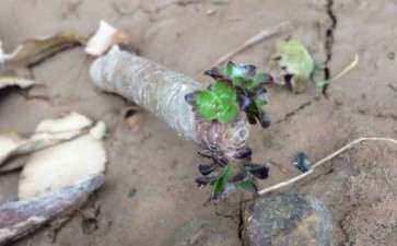 黑法师多肉被鸡啄了 怎么办 图片