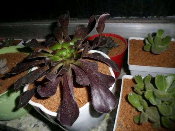 刚买回来的单头黑法师多肉