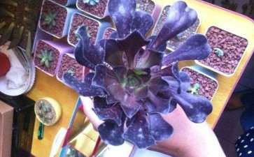 刚买回来的单头黑法师多肉 可以吗 图片