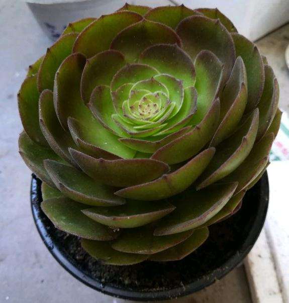 法师多肉在夏天怎么度夏