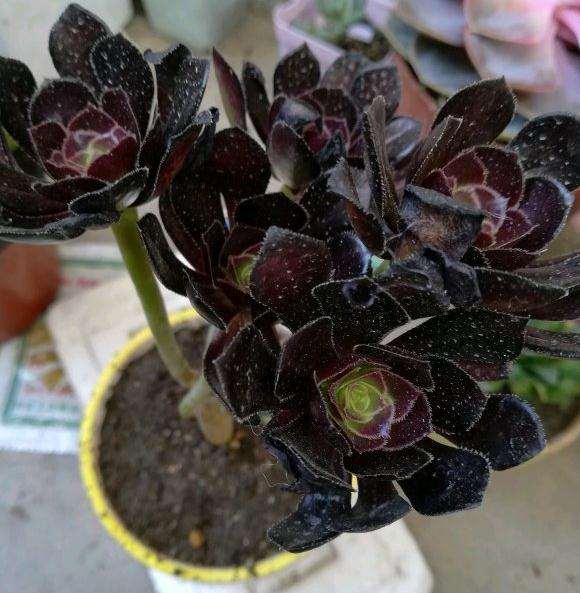 法师多肉在夏天怎么度夏