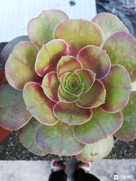 法师多肉在夏天怎么度夏