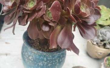 友友们 法师多肉用什么盆比较好 图片