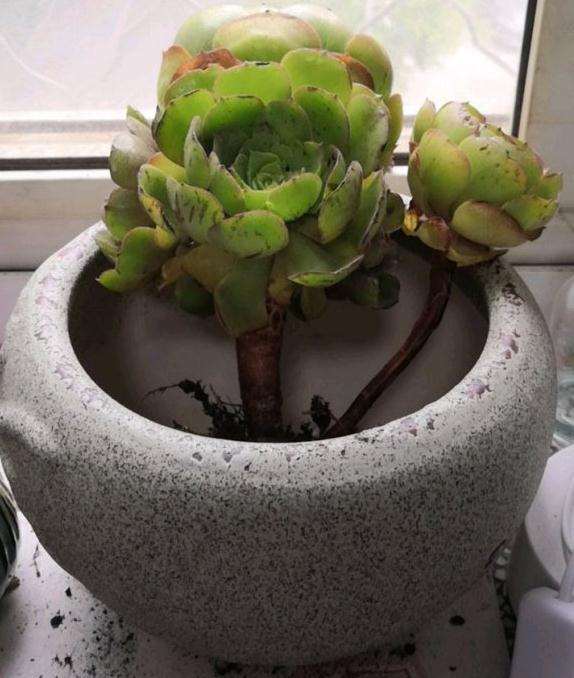 万圣节法师多肉配大盆合适吗