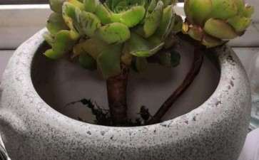 万圣节法师多肉配大盆合适吗 图片