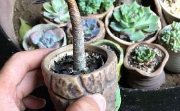 魔法师多肉的叶子越来越少 怎么办 图片