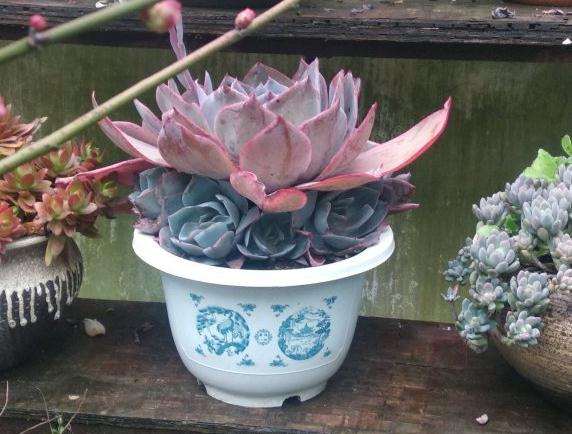 法师多肉怎么配土