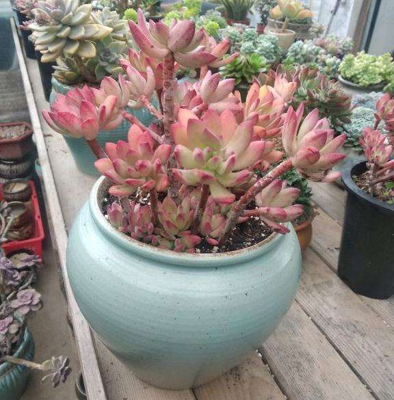 法师多肉怎么配土