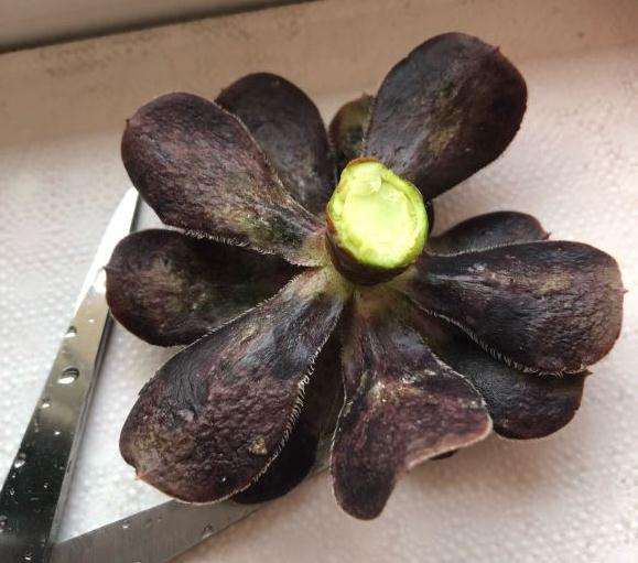 我的砍头法师多肉 可以吗 图片