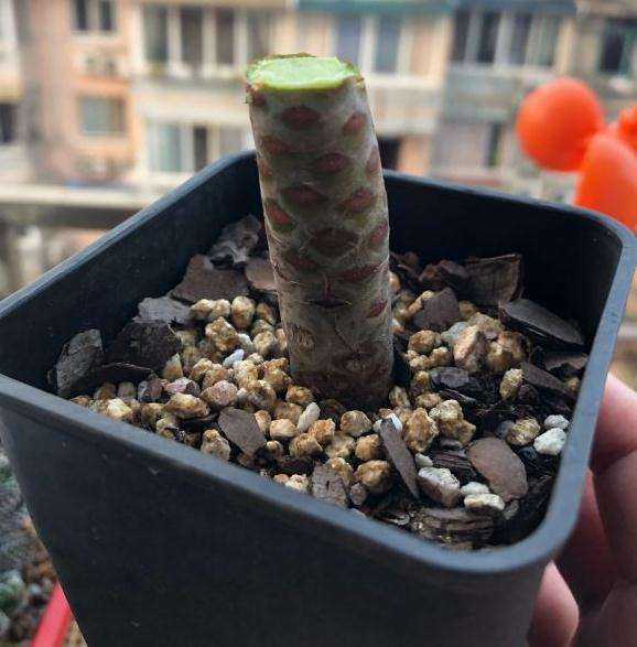 我的砍头法师多肉