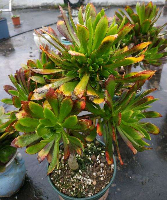 法师多肉爆头太多了 该怎么处理