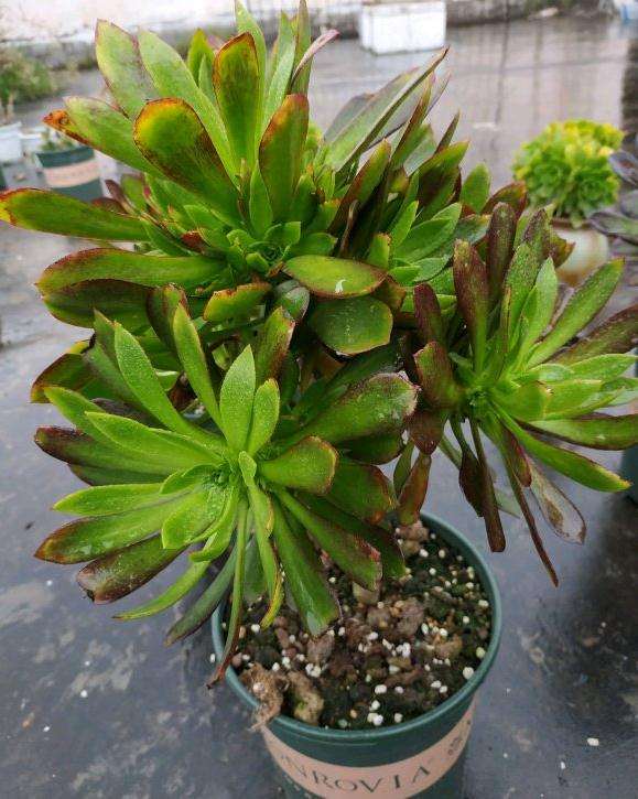 法师多肉爆头太多了 该怎么处理