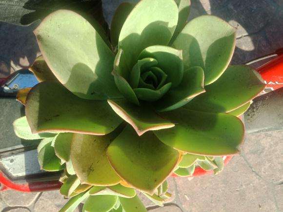 我这个到底是什么法师多肉