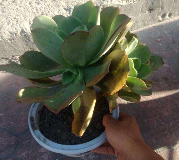 我这个到底是什么法师多肉