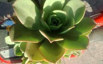 我这个到底是什么法师多肉 镜狮子吗