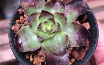 广州养法师多肉 好养吗 图片