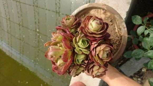 养了1年的万圣节法师多肉