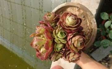 养了1年的万圣节法师多肉 可以吗 图片