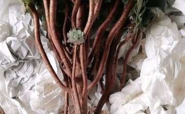 黑法师多肉生虫怎么处理3个方法 图片