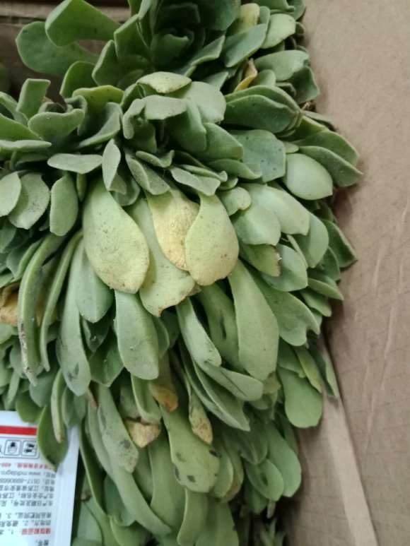 这种有臭味的法师多肉是什么品种