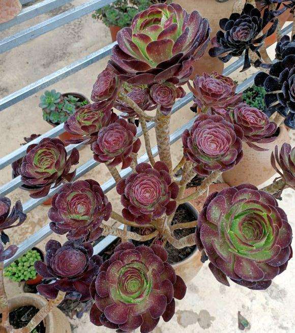 法师多肉开始睡醒了