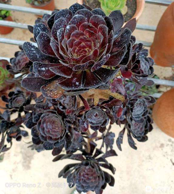 法师多肉开始睡醒了