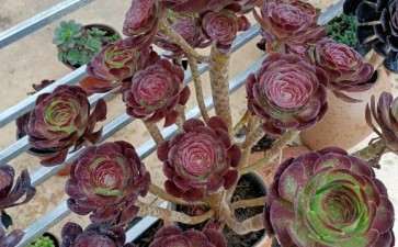 法师多肉开始睡醒了 可以吗 图片