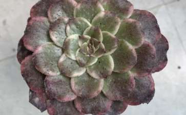 请问 这颗是水墨法师多肉吗 图片