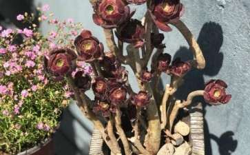 法师多肉多久浇水1次 图片