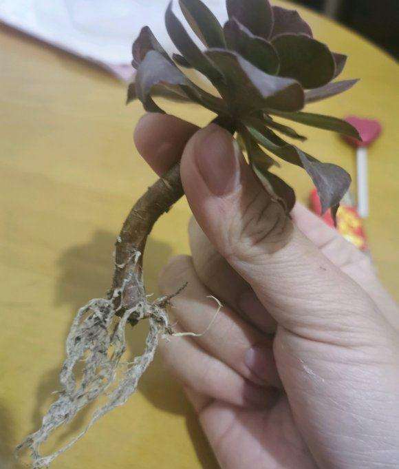 法师多肉的这根就要怎么修根