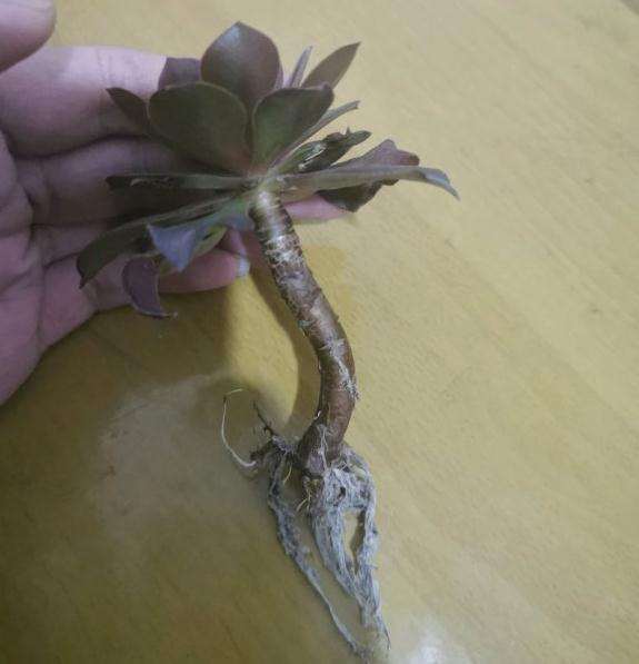 法师多肉的这根就要怎么修根