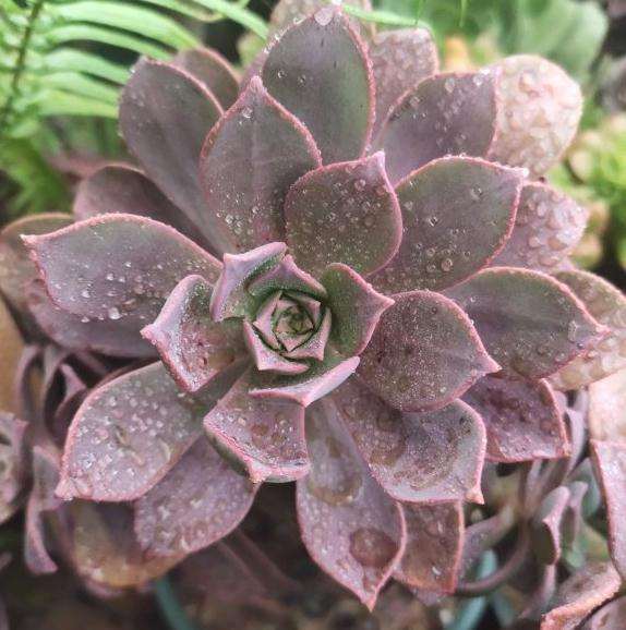 有没有养胭脂法师多肉的朋友