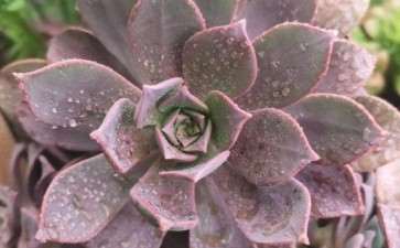 有没有养胭脂法师多肉的朋友 图片