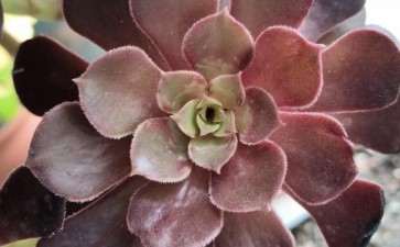 法师多肉叶心都没了 怎么办 图片