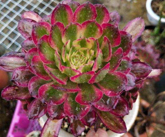 法师多肉要换成纯颗粒土吗