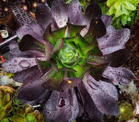 法师多肉要换成纯颗粒土吗