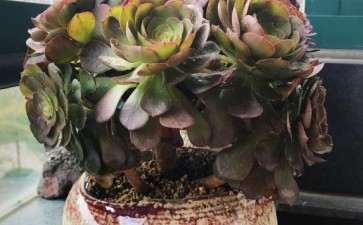 咱们家的这2颗法师多肉有什么魔力