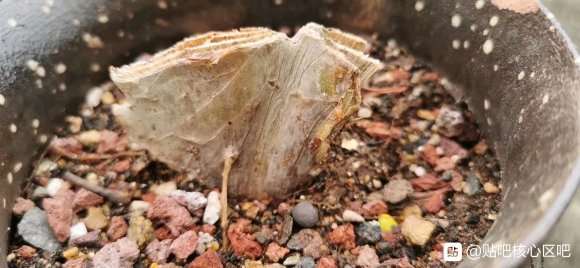 法师多肉砍头后不长芽 快1个月了