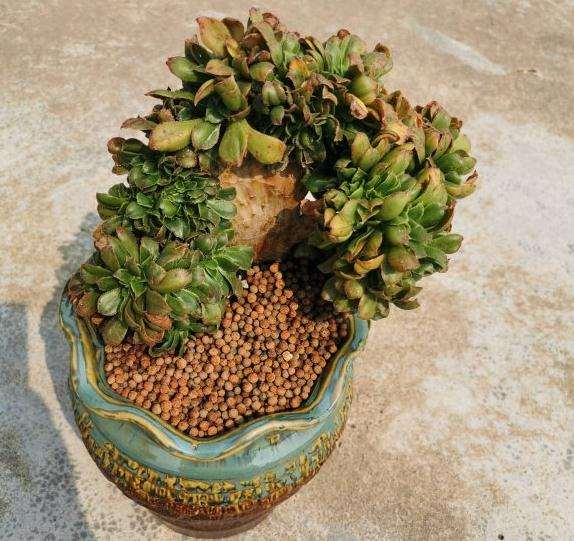 法师多肉砍头后不长芽 快1个月了