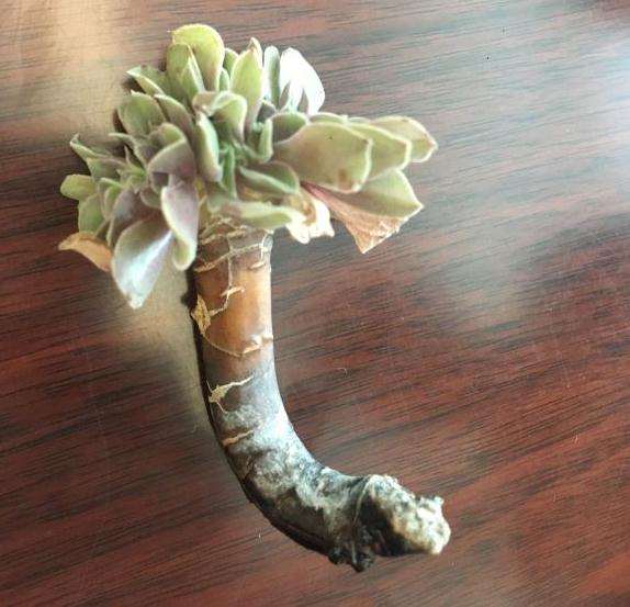 法师多肉缀化一个月不长根 该怎么办