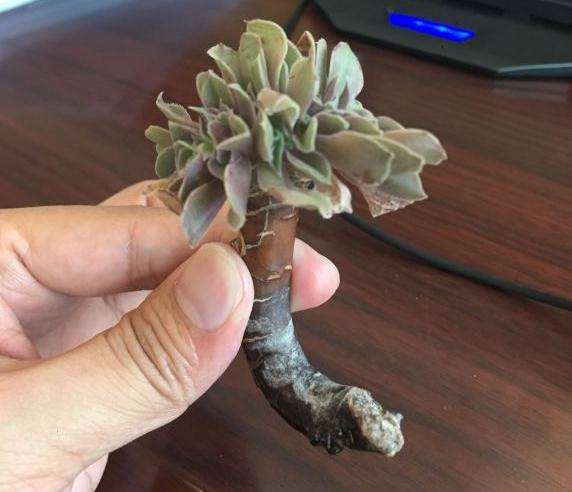 法师多肉缀化一个月不长根 该怎么办