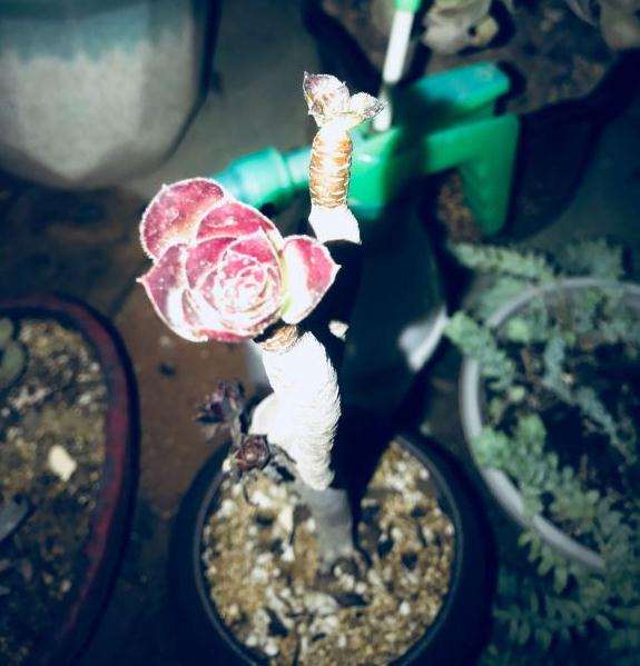 法师多肉叶子快掉秃了