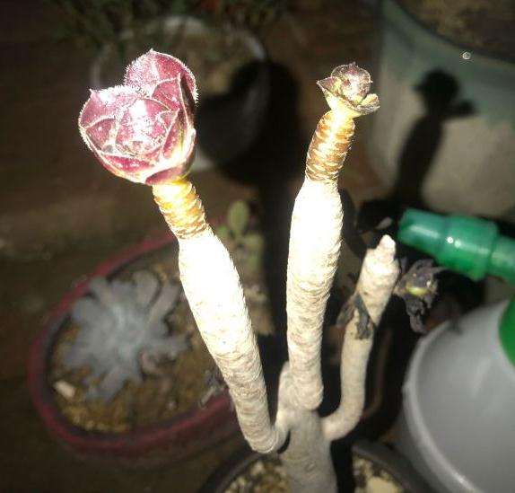 法师多肉叶子快掉秃了