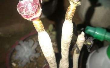 法师多肉叶子快掉秃了 怎么回事 图片