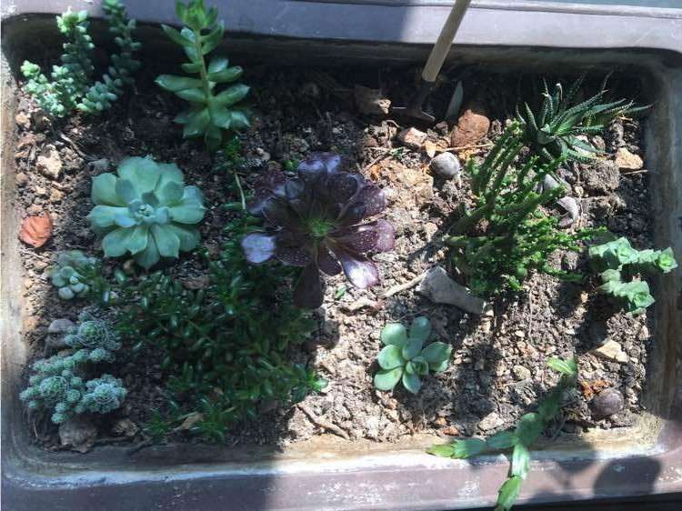 黑法师多肉长大了 根系还很小