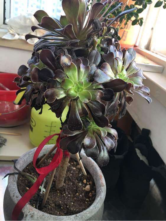 黑法师多肉长大了 根系还很小