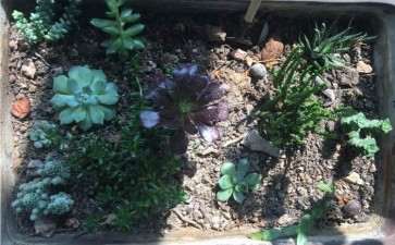 黑法师多肉长大了 根系还很小 怎么办