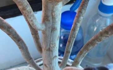 黑法师多肉桩子怎么变皱了 图片